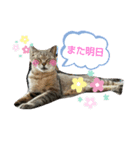 キジトラみぃちゃん（個別スタンプ：7）