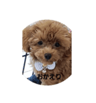 まろんここあ（個別スタンプ：8）