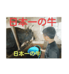 闘牛パンダスタンプ（個別スタンプ：6）