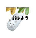 白ねこのしろたま（あいさつ・日常）（個別スタンプ：1）