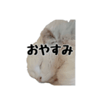 白ねこのしろたま（あいさつ・日常）（個別スタンプ：2）