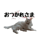 白ねこのしろたま（あいさつ・日常）（個別スタンプ：3）