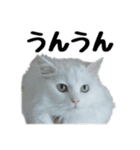 白ねこのしろたま（あいさつ・日常）（個別スタンプ：5）