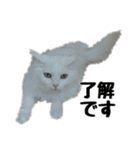 白ねこのしろたま（あいさつ・日常）（個別スタンプ：6）