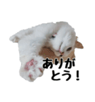 白ねこのしろたま（あいさつ・日常）（個別スタンプ：7）