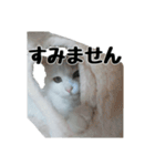 白ねこのしろたま（あいさつ・日常）（個別スタンプ：8）