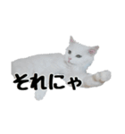白ねこのしろたま（あいさつ・日常）（個別スタンプ：9）