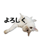白ねこのしろたま（あいさつ・日常）（個別スタンプ：10）