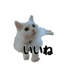 白ねこのしろたま（あいさつ・日常）（個別スタンプ：11）