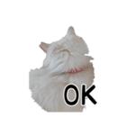 白ねこのしろたま（あいさつ・日常）（個別スタンプ：12）