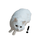 白ねこのしろたま（あいさつ・日常）（個別スタンプ：13）