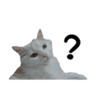 白ねこのしろたま（あいさつ・日常）（個別スタンプ：14）