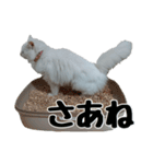 白ねこのしろたま（あいさつ・日常）（個別スタンプ：15）