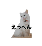 白ねこのしろたま（あいさつ・日常）（個別スタンプ：16）