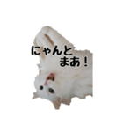 白ねこのしろたま（あいさつ・日常）（個別スタンプ：17）