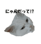白ねこのしろたま（あいさつ・日常）（個別スタンプ：18）