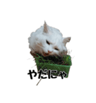 白ねこのしろたま（あいさつ・日常）（個別スタンプ：20）