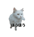 白ねこのしろたま（あいさつ・日常）（個別スタンプ：21）