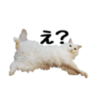 白ねこのしろたま（あいさつ・日常）（個別スタンプ：22）