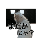白ねこのしろたま（あいさつ・日常）（個別スタンプ：23）