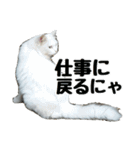 白ねこのしろたま（あいさつ・日常）（個別スタンプ：24）