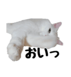 白ねこのしろたま（あいさつ・日常）（個別スタンプ：25）