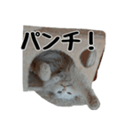 白ねこのしろたま（あいさつ・日常）（個別スタンプ：26）