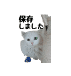 白ねこのしろたま（あいさつ・日常）（個別スタンプ：28）