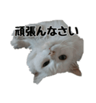 白ねこのしろたま（あいさつ・日常）（個別スタンプ：29）
