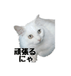 白ねこのしろたま（あいさつ・日常）（個別スタンプ：30）