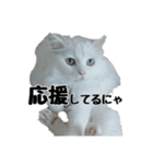 白ねこのしろたま（あいさつ・日常）（個別スタンプ：31）