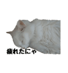 白ねこのしろたま（あいさつ・日常）（個別スタンプ：32）