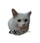 白ねこのしろたま（あいさつ・日常）（個別スタンプ：33）