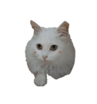 白ねこのしろたま（あいさつ・日常）（個別スタンプ：35）