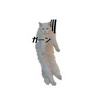 白ねこのしろたま（あいさつ・日常）（個別スタンプ：36）