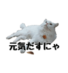 白ねこのしろたま（あいさつ・日常）（個別スタンプ：37）