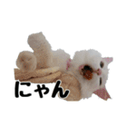 白ねこのしろたま（あいさつ・日常）（個別スタンプ：38）