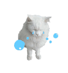 白ねこのしろたま（あいさつ・日常）（個別スタンプ：39）