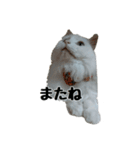 白ねこのしろたま（あいさつ・日常）（個別スタンプ：40）
