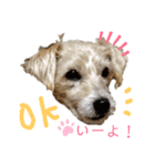ジャックラッセルテリアのたまりちゃん（個別スタンプ：1）