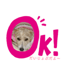 ジャックラッセルテリアのたまりちゃん（個別スタンプ：3）