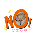 ジャックラッセルテリアのたまりちゃん（個別スタンプ：4）