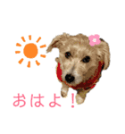 ジャックラッセルテリアのたまりちゃん（個別スタンプ：5）