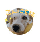 ジャックラッセルテリアのたまりちゃん（個別スタンプ：6）