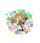 ジャックラッセルテリアのたまりちゃん（個別スタンプ：7）