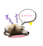 ジャックラッセルテリアのたまりちゃん（個別スタンプ：8）