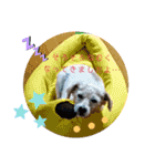 ジャックラッセルテリアのたまりちゃん（個別スタンプ：11）
