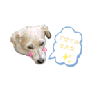 ジャックラッセルテリアのたまりちゃん（個別スタンプ：13）