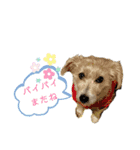 ジャックラッセルテリアのたまりちゃん（個別スタンプ：14）