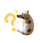 ジャックラッセルテリアのたまりちゃん（個別スタンプ：19）
